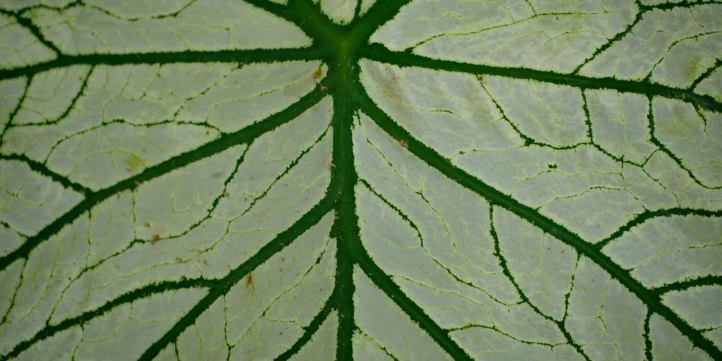 A close up view of a leaf's vein
