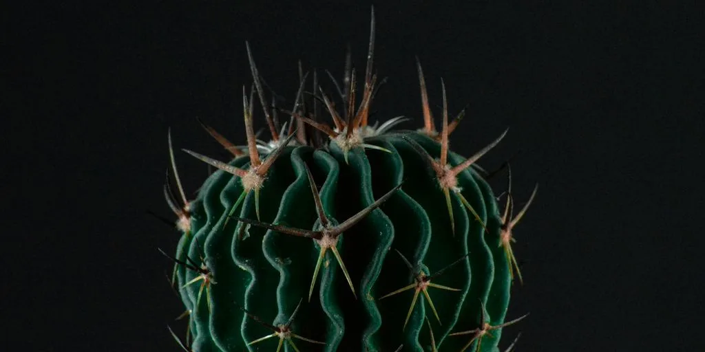 green and brown round fruit