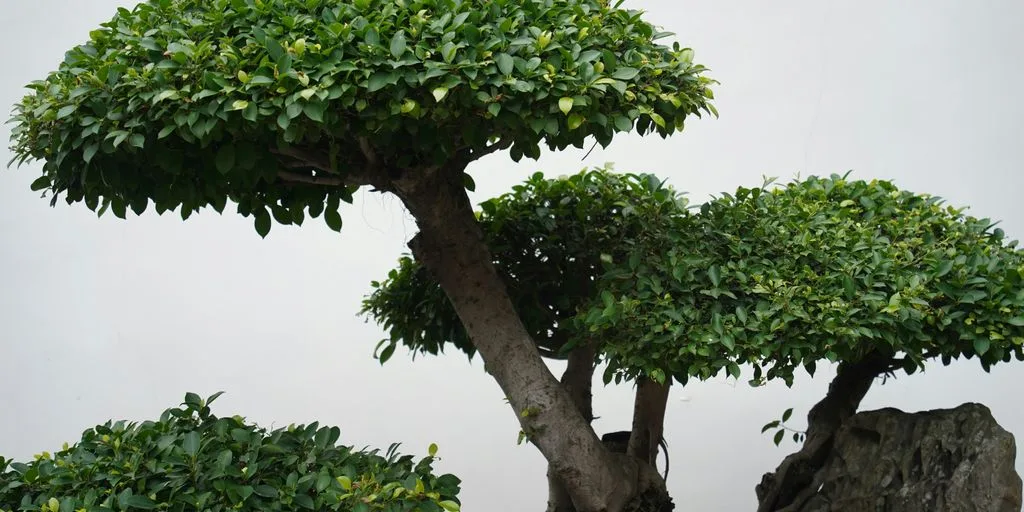 a bonsai tree in a rock garden