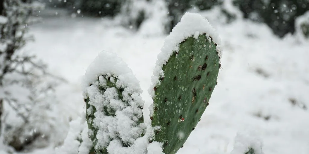green plant covered with snow