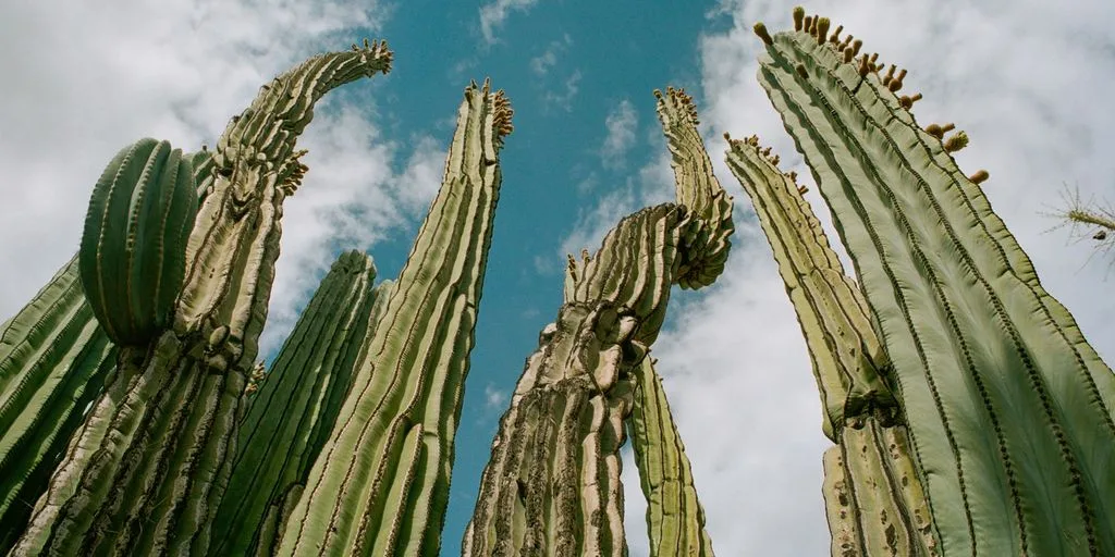 green cactus low angle photo