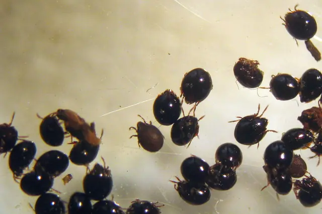 “Hoja con puntos amarillentos característicos del daño por araña roja”