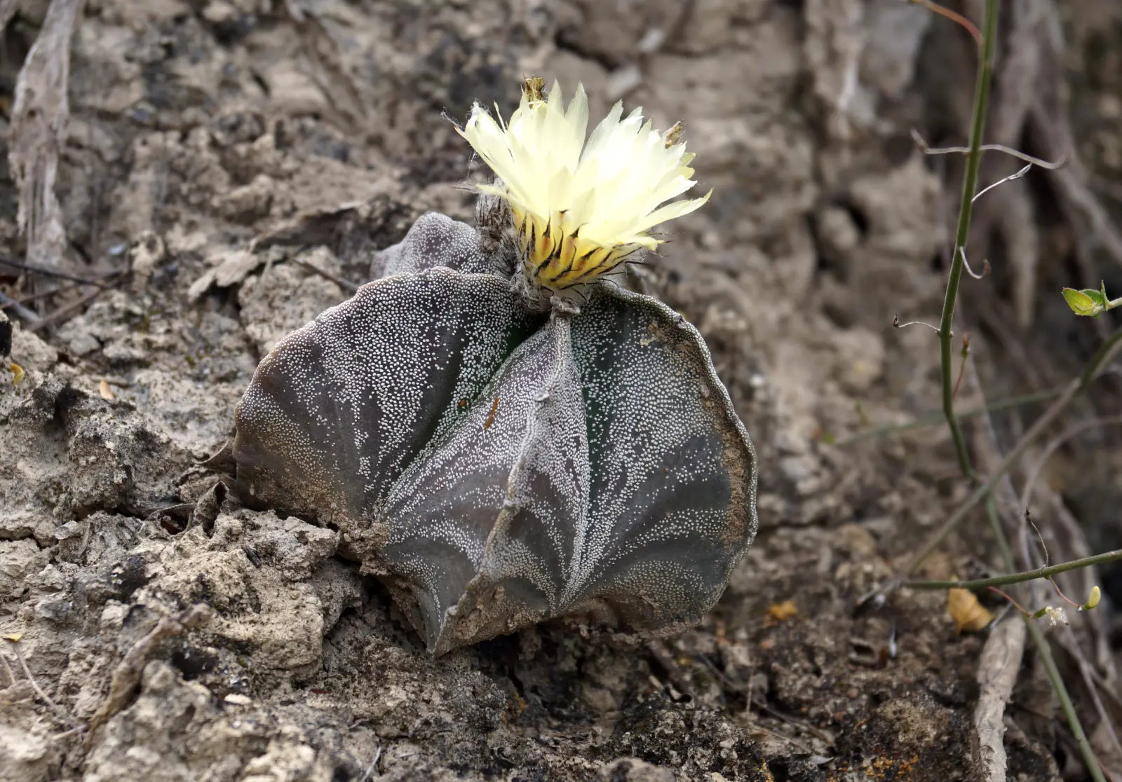 Cactus obispo Astrophytum myriostigma mostrando sus cinco costillas simétricas