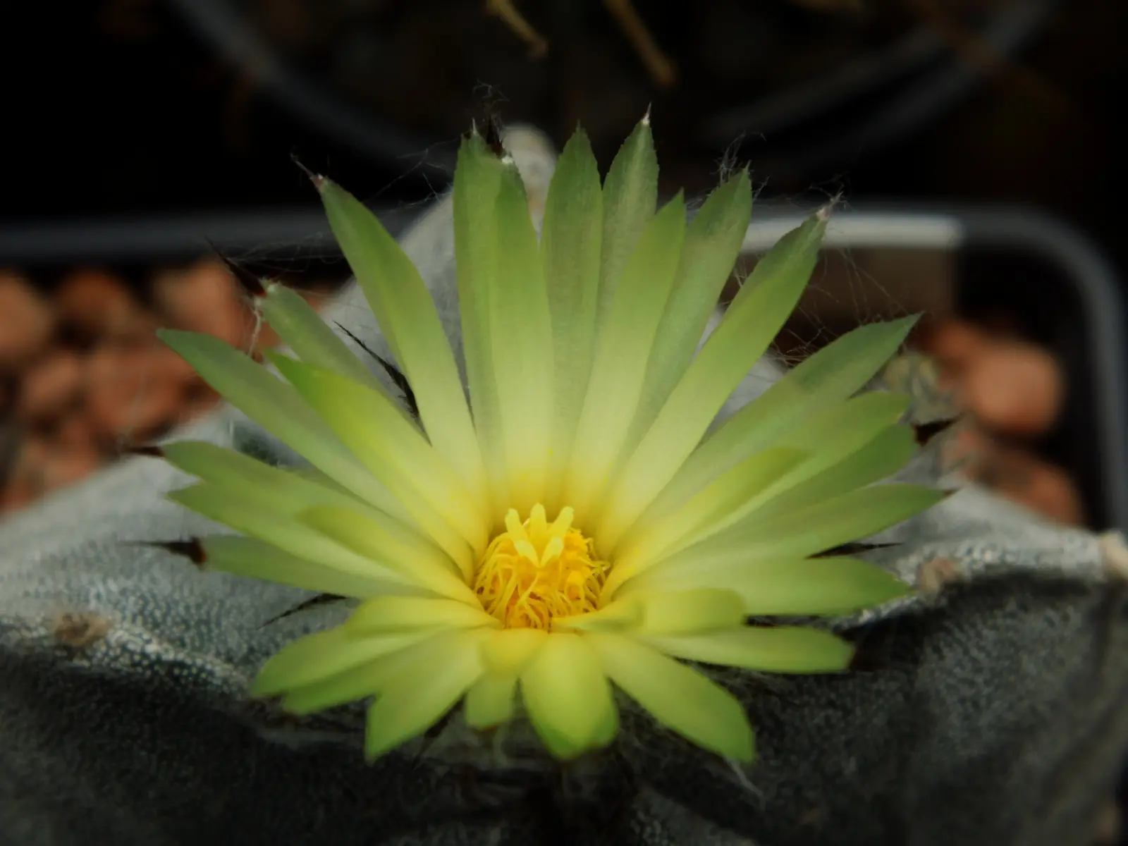 Floración amarilla del Astrophytum myriostigma con pétalos brillantes y centro anaranjado