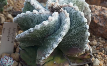 Astrophytum myriostigma en el Jardín Botánico de Múnich con geometría pentagonal perfecta