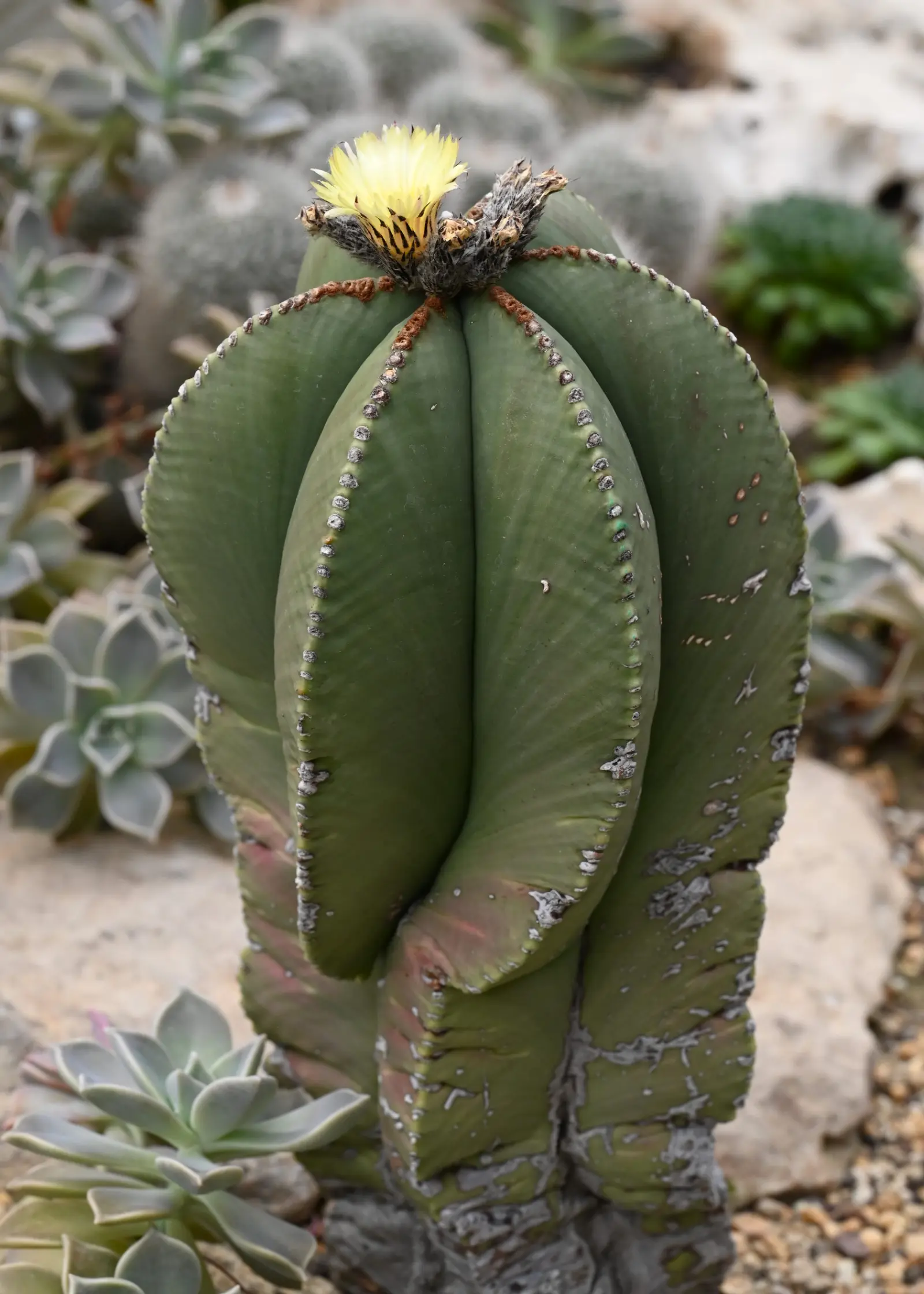 Astrophytum myriostigma planta adulta con tricomas blancos estelados sobre la epidermis