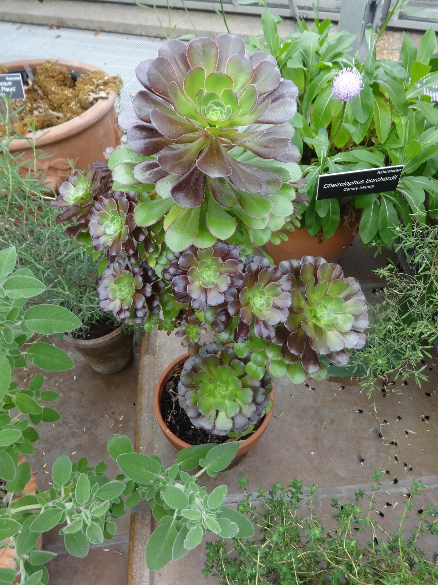 “Aeonium arboreum prosperando en jardín costero mediterráneo”