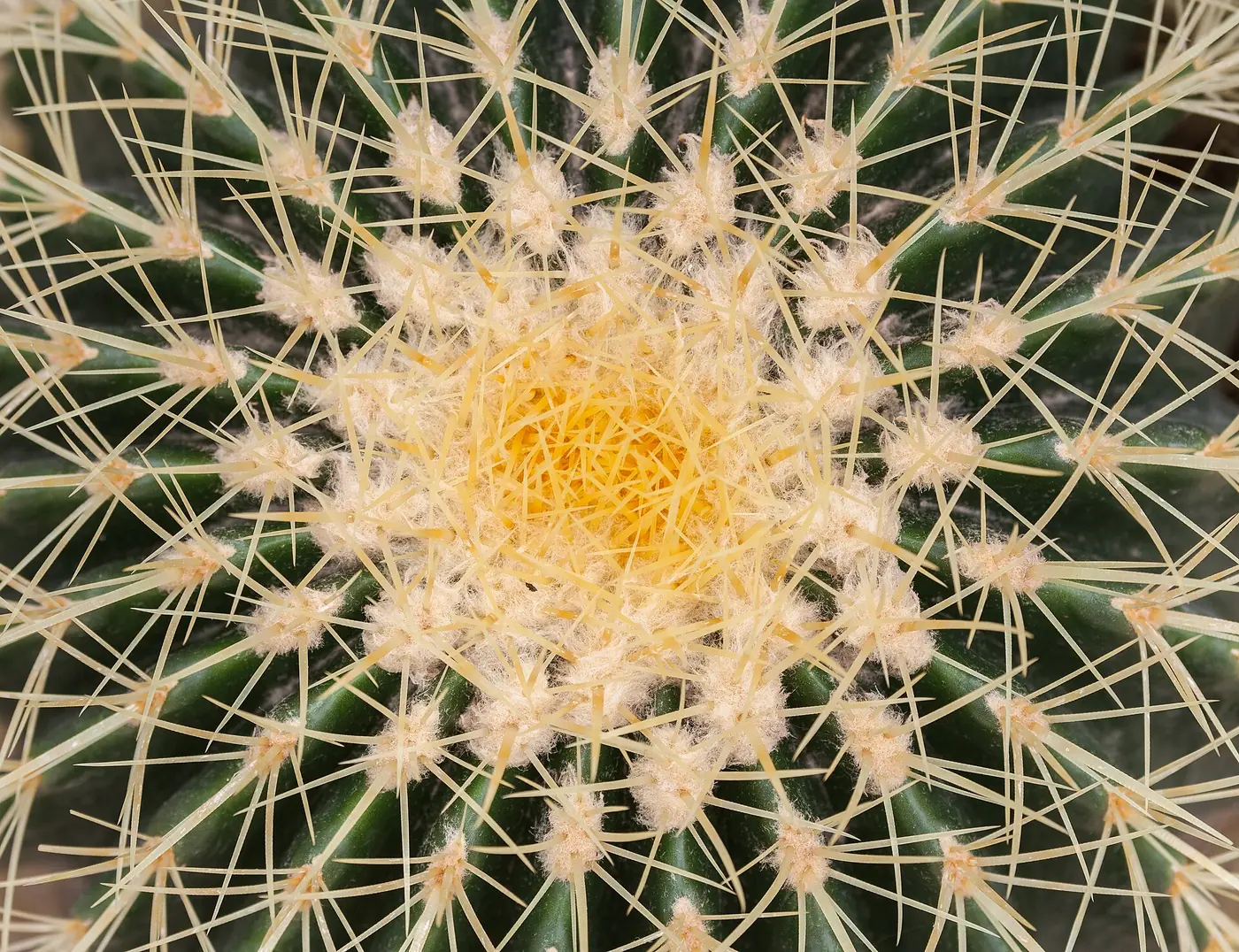 “Echinocactus grusonii adulto en colección mediterránea con varios años de cultivo”