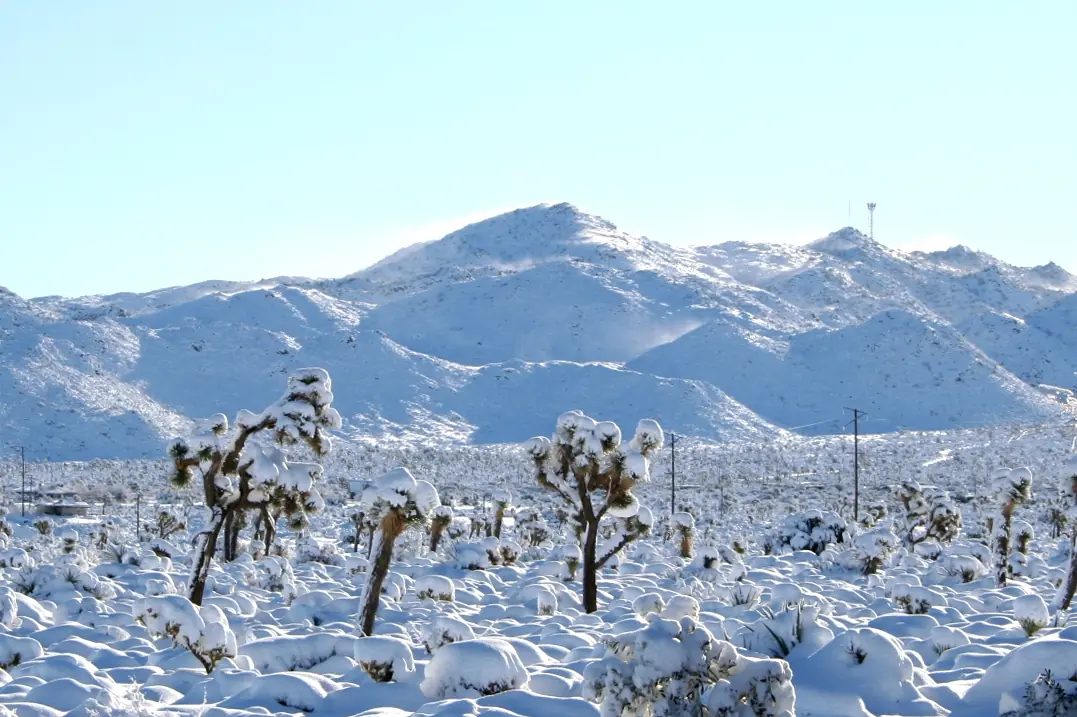 “Yucca filamentosa con escarcha invernal en clima continental”