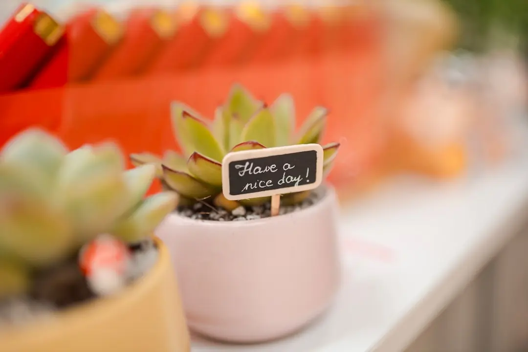 “Pequeña Mammillaria con tarjeta personalizada como recuerdo de boda para invitados”