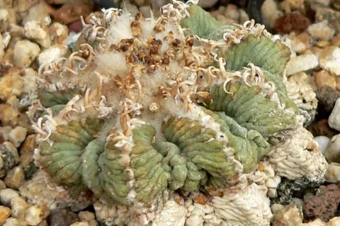 “Aztekium ritteri en hábitat natural, especie en Apéndice I de CITES y particularmente amenazada”
