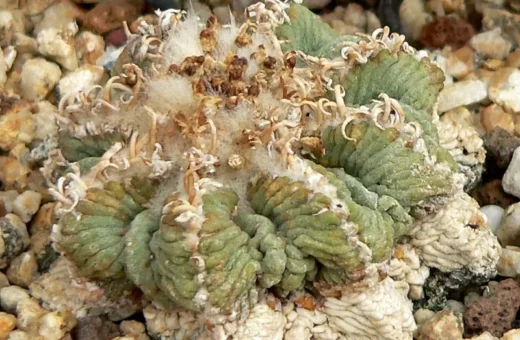 Conservación y CITES: Cactus amenazados por el tráfico ilegal de plantas