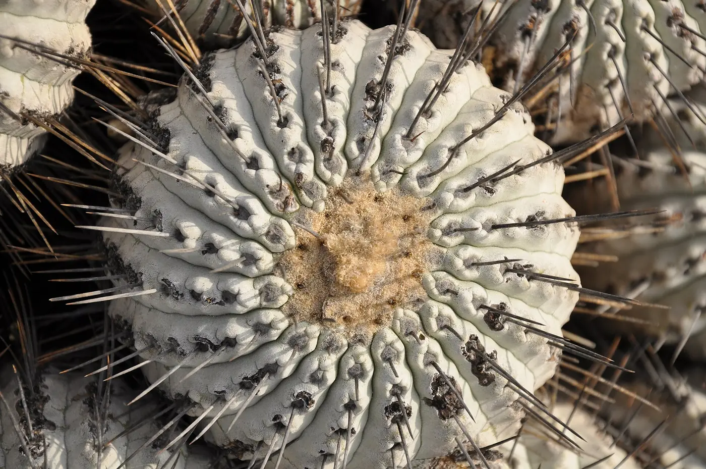 “Copiapoa cinerea en el desierto de Atacama, especie central en operaciones contra tráfico ilegal”