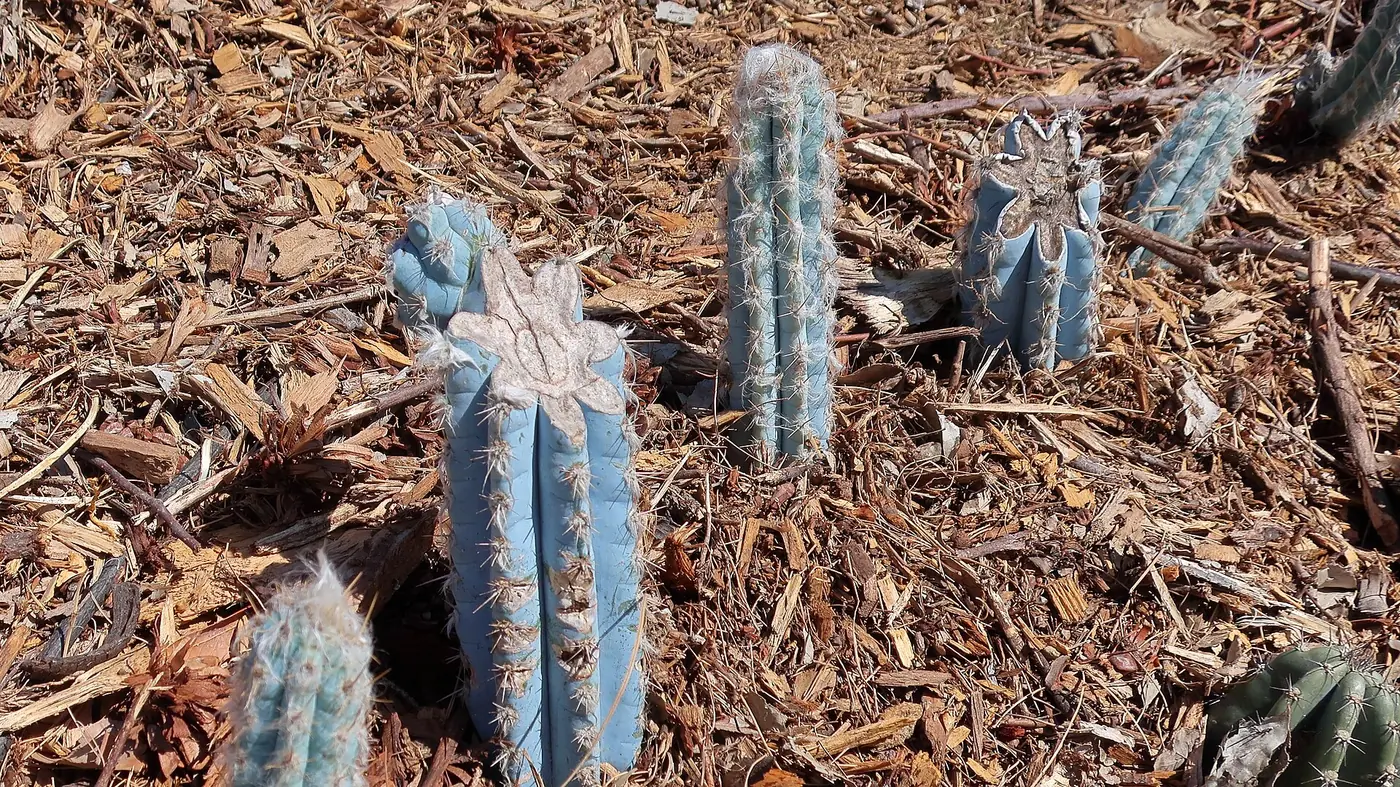 “Vivero especializado en propagación de cactos en cultivo como alternativa al tráfico ilegal”