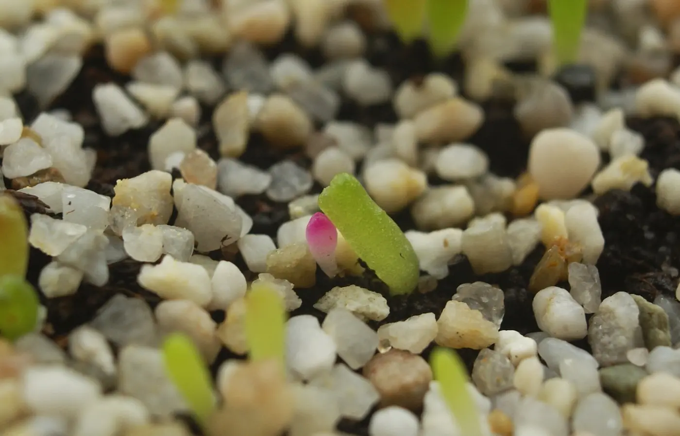 “Plántulas de cactus en sustrato esterilizado pocas semanas después de germinación”