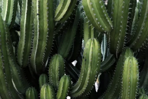 “Comparativa lado a lado entre Cereus peruvianus y Euphorbia trigona, ejemplos de convergencia evolutiva”