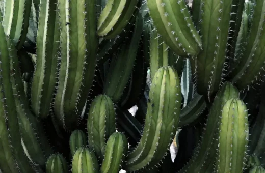 Suculencia en plantas no relacionadas: Convergencia evolutiva entre Cactaceae, Crassulaceae y Euphorbiaceae