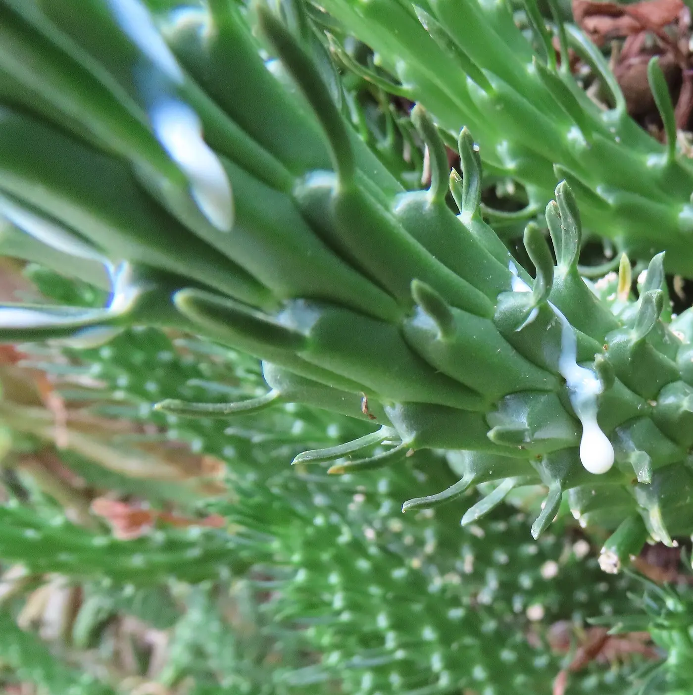 “Latex blanco emergiendo de un corte en Euphorbia, marcador diagnóstico de la familia”