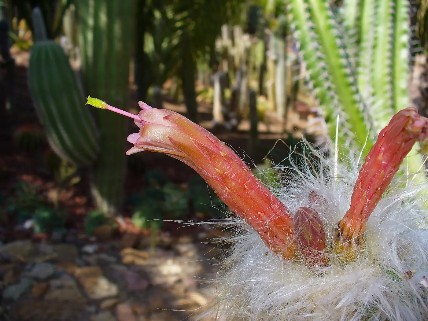 “Oreocereus celsianus con espinas blancas características como protección frente a UV intensa”