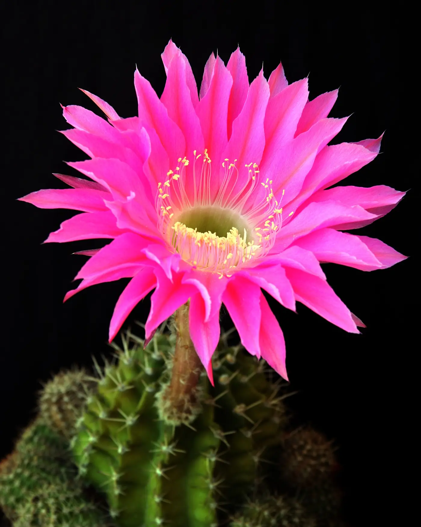 “Floración de Echinopsis típica del cultivo en altitud andino”