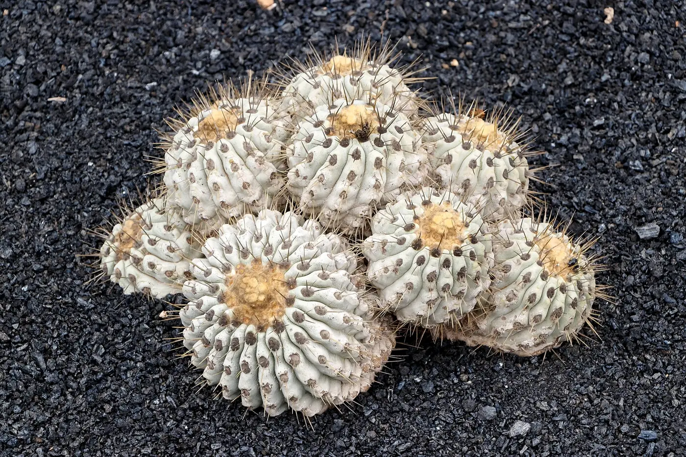 “Copiapoa cinerea en su hábitat del desierto de Atacama mostrando adaptaciones a la niebla costera”