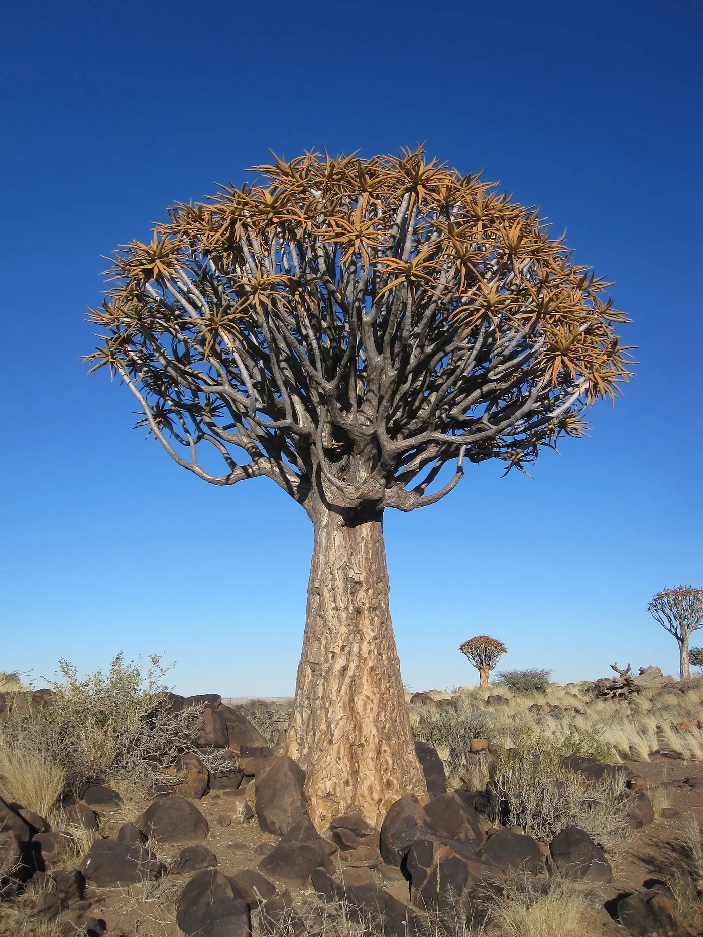 “Aloe dichotoma en el sur de África, especie icónica del Kalahari”