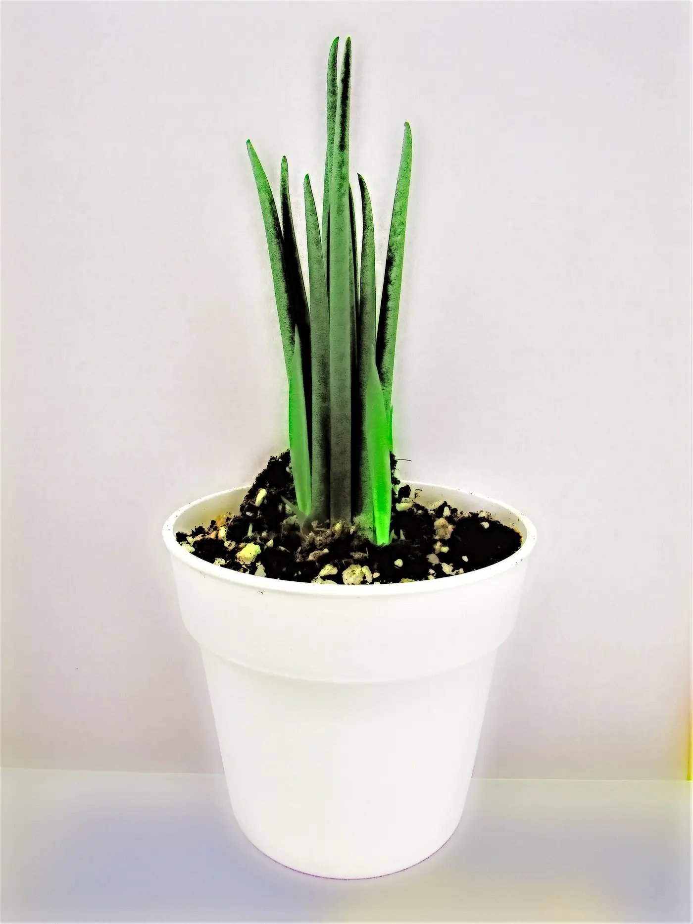 “Sansevieria prosperando bajo LED en zona de cultivo dedicada sin luz natural”