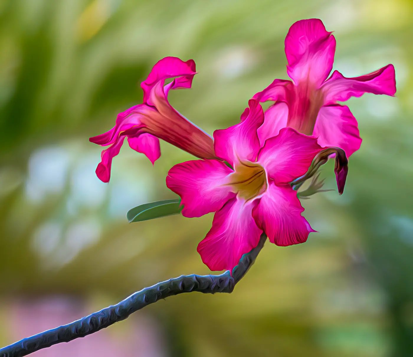 “Adenium obesum prosperando en jardín tropical de Centroamérica”