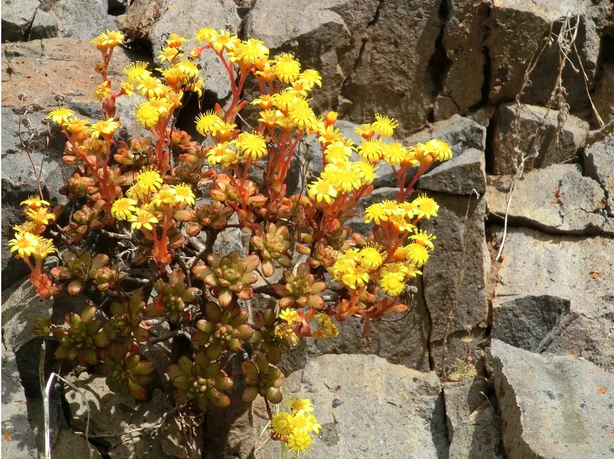 “Aeonium canariense en costa atlántica mostrando adaptación al clima oceánico templado”