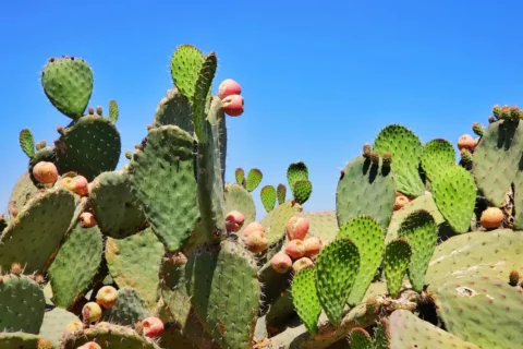 “Cultivo de nopal en altiplano mexicano mostrando hileras de Opuntia ficus-indica adultas”