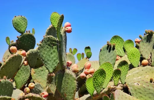 Domesticación del nopal: Historia agrícola del cactus comestible mesoamericano