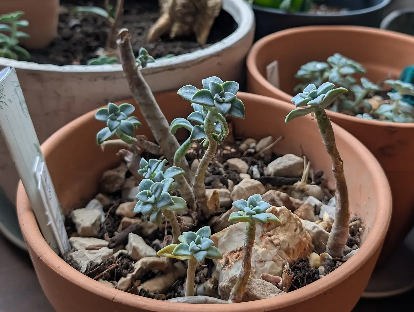 “Echeveria con manchas dispersas características del edema avanzado”