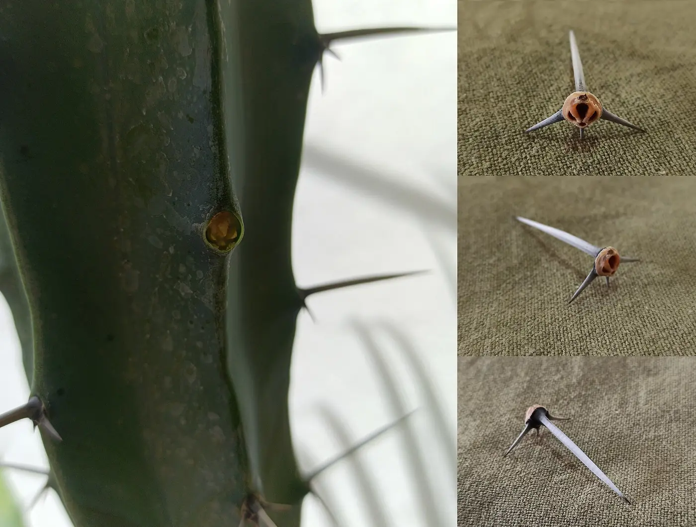 “Areola de cactus con espinas y lana, característica diagnóstica de Cactaceae”