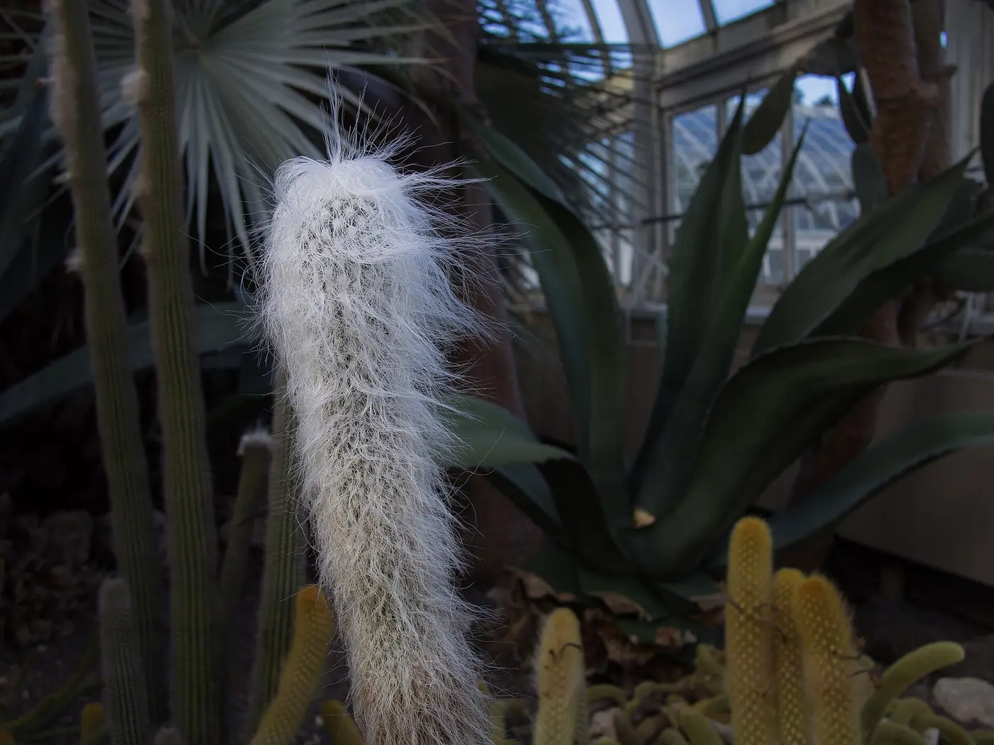 “Cephalocereus senilis con sus espinas modificadas en pelos largos”