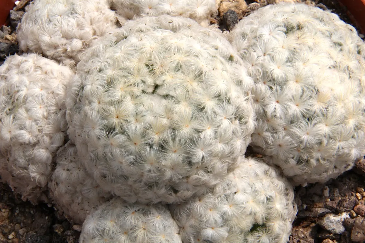 “Mammillaria plumosa mostrando espinas plumosas únicas en su género”