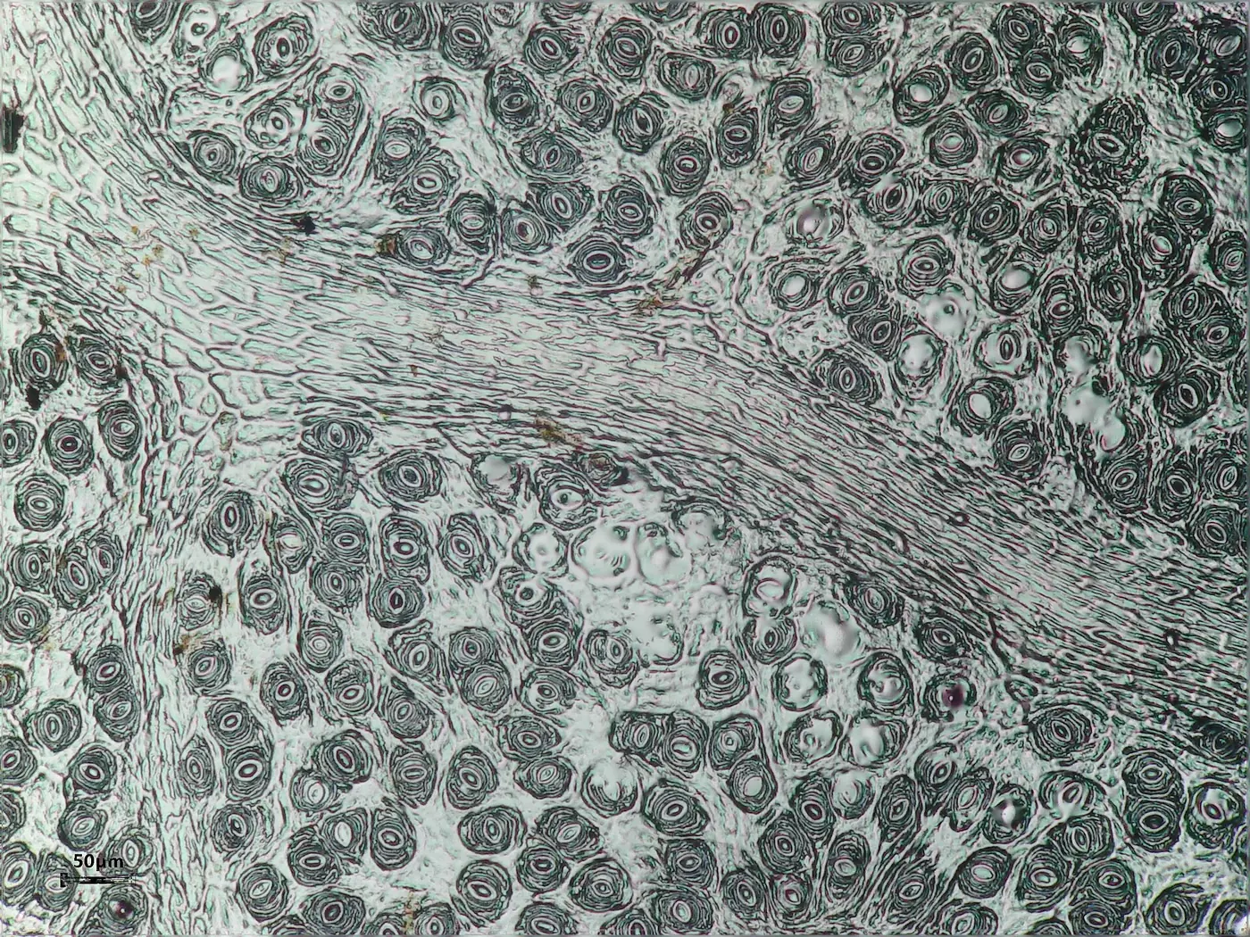 “Microscopia de estomas mostrando estructura por la cual entra y sale el CO₂”