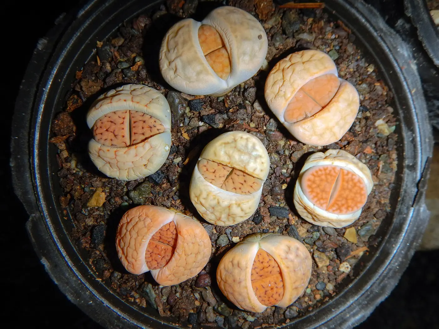“Lithops sobreviviendo en condiciones extremas gracias a la fotosíntesis CAM”