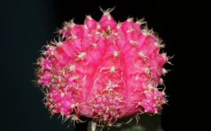 Gymnocalycium mihanovichii cactus luna rosa injertado sobre portainjerto verde