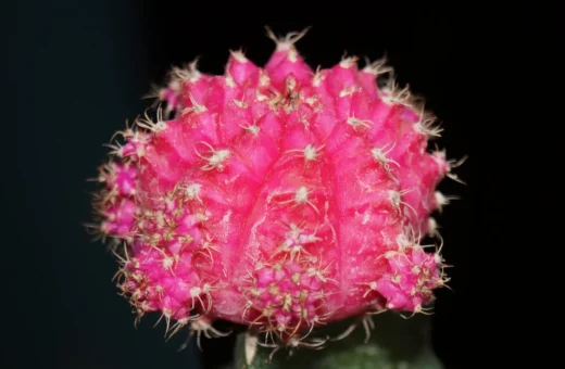Gymnocalycium injertado: Cómo funciona el injerto que da color a los cactus “luna” rojos y amarillos