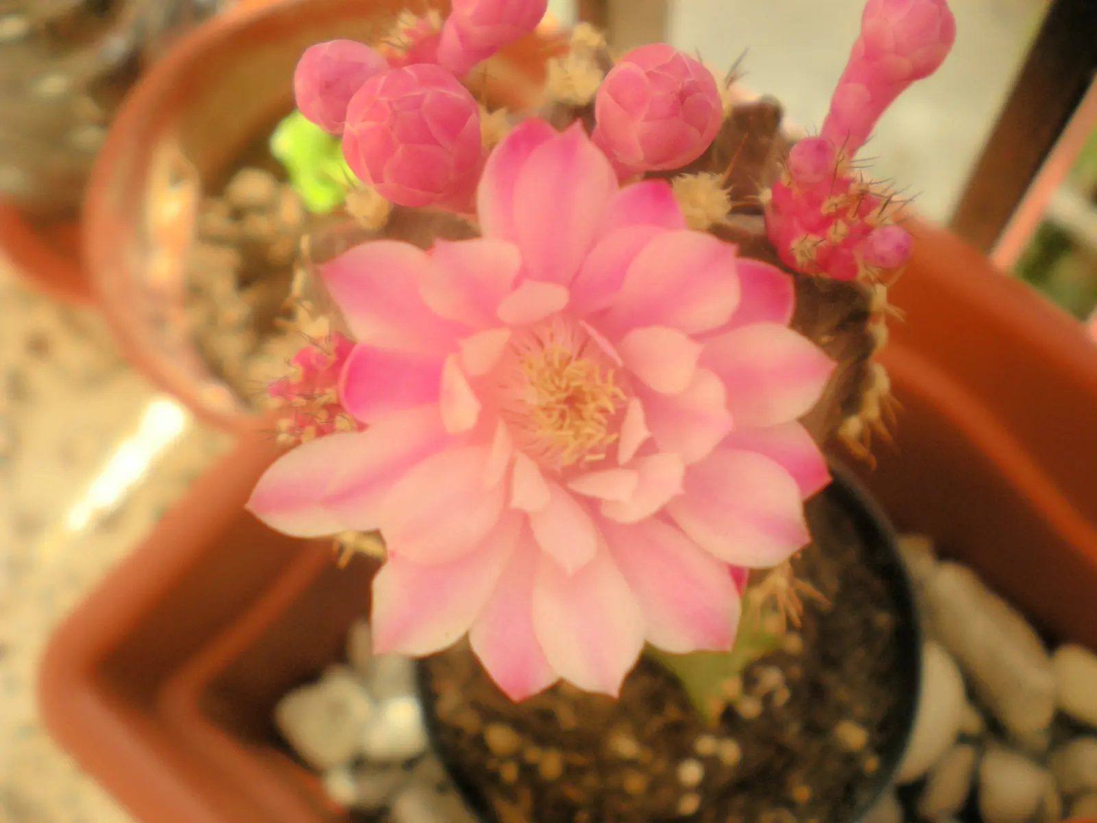 Gymnocalycium mihanovichii en floración natural con flores delicadas rosa pálido