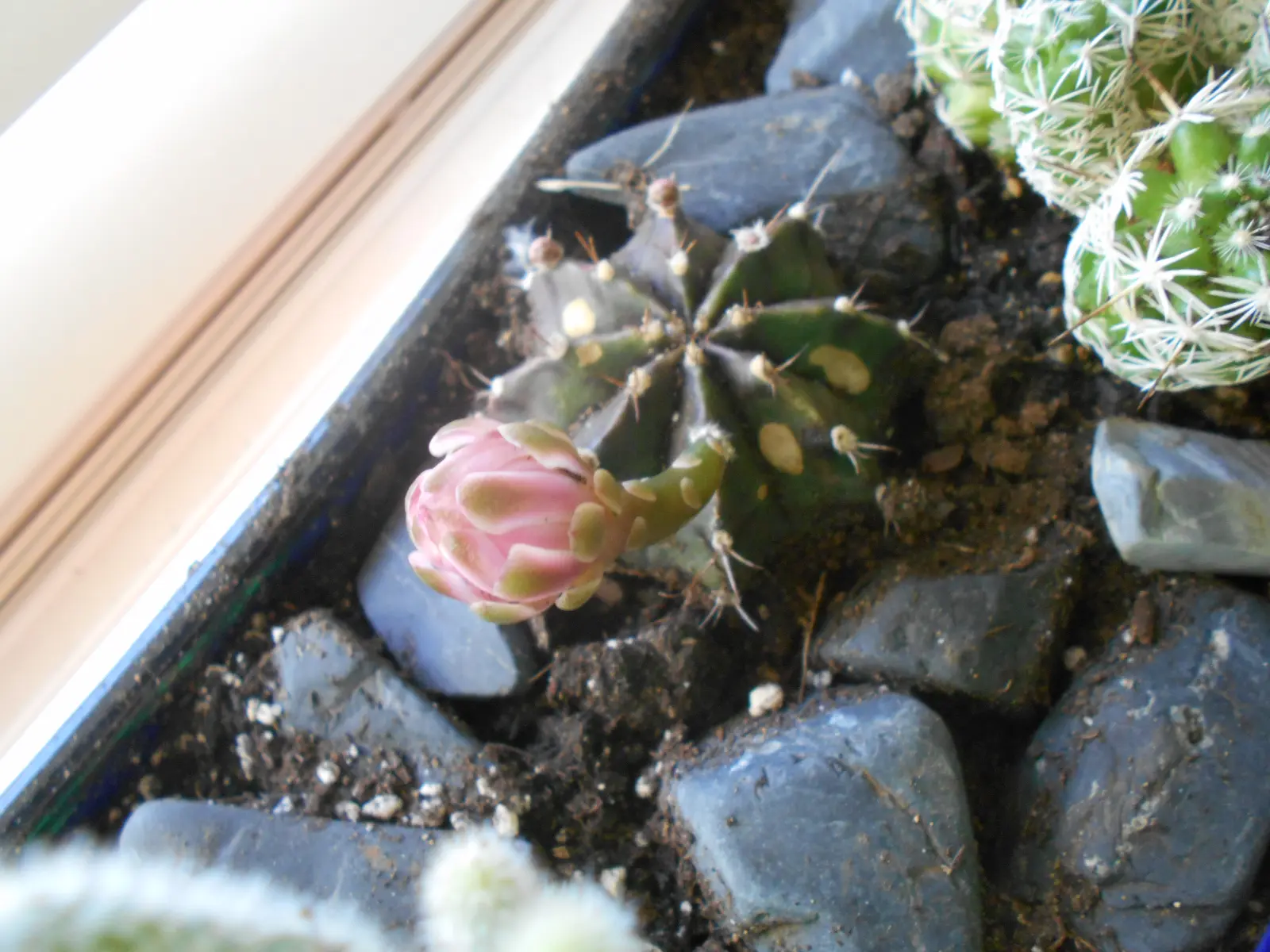 Gymnocalycium mihanovichii var. friedrichii en colección botánica con espinas características