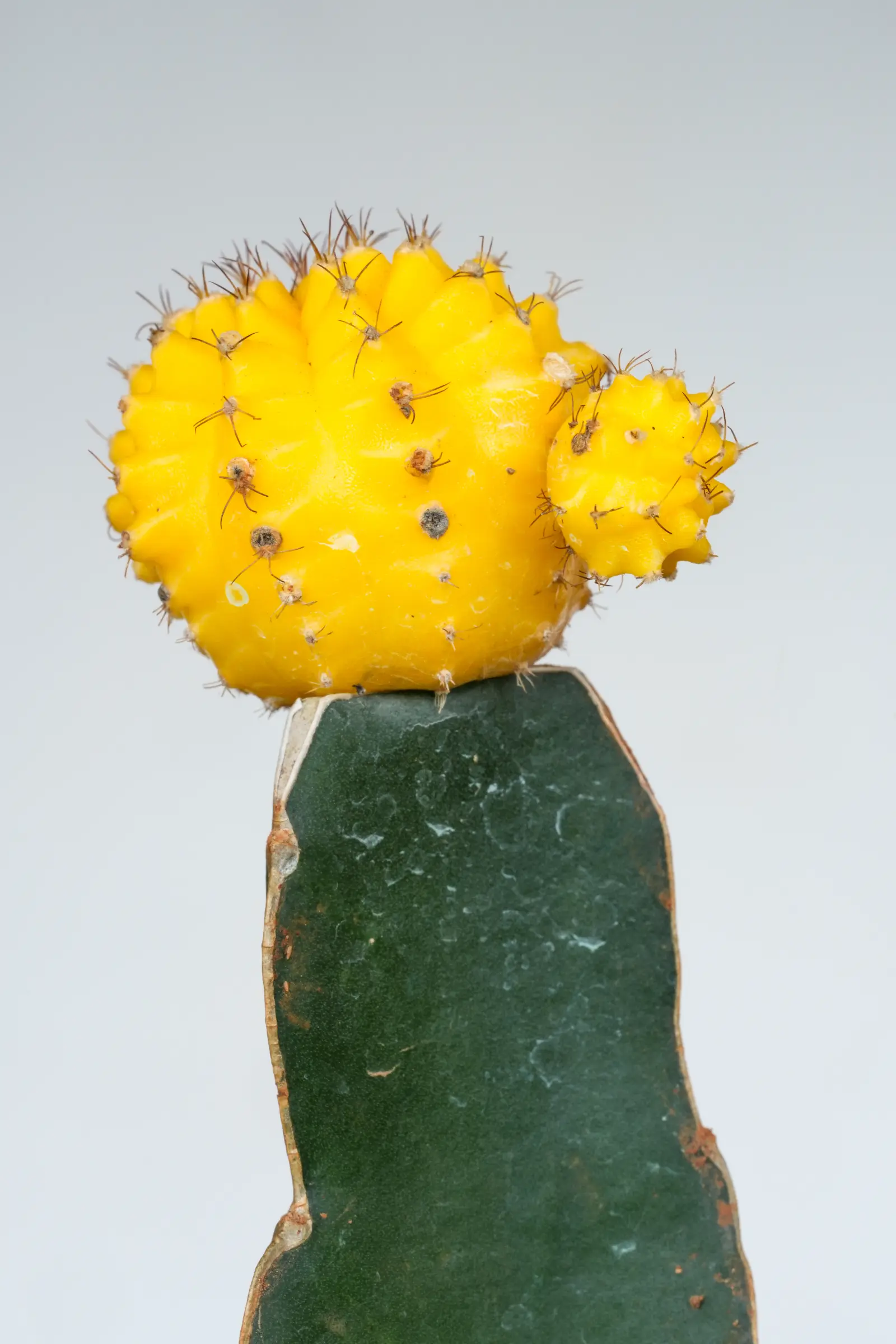 Cactus luna amarillo Gymnocalycium mihanovichii injertado sobre portainjerto Hylocereus