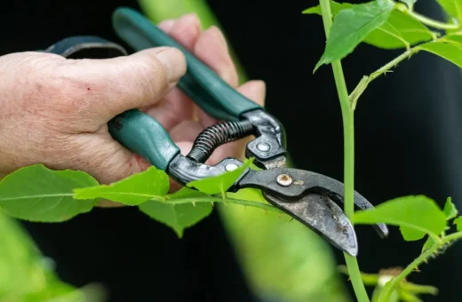 Tijeras, cuchillos y herramientas para podar suculentas: Comparativa por tarea