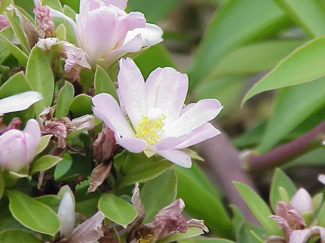 “Pereskia, género primitivo de cactos del cual una especie fue nombrada en honor a Humboldt”