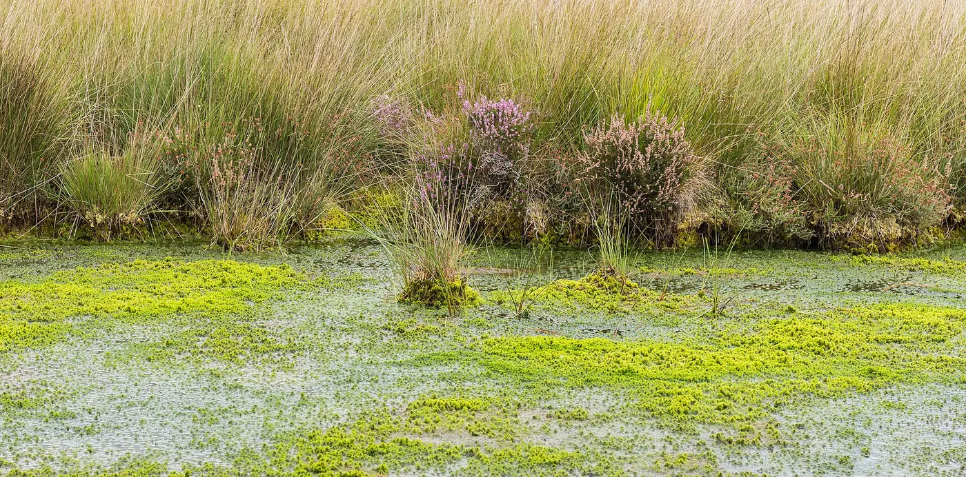 “Sphagnum moss hidratado y listo para envolver el sustrato del kokedama”