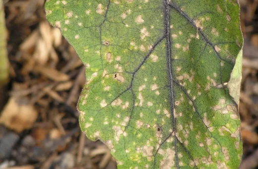 Manchas foliares: Diagnóstico de Cercospora, Alternaria y otras causas comunes