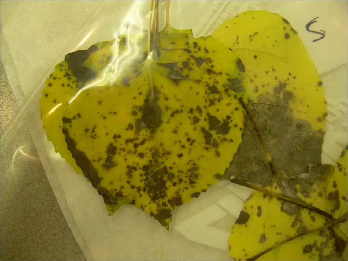 “Lesión por Alternaria con anillos concéntricos visibles en hoja de planta crasa”