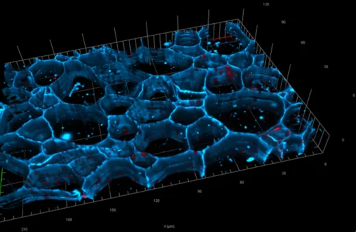 Microbioma del suelo en plantas xerófitas: Hongos micorrícicos y crecimiento radicular