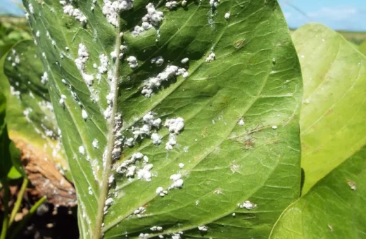 Mosca blanca y pulgones: Por qué aparecen en suculentas en floración y cómo controlarlos