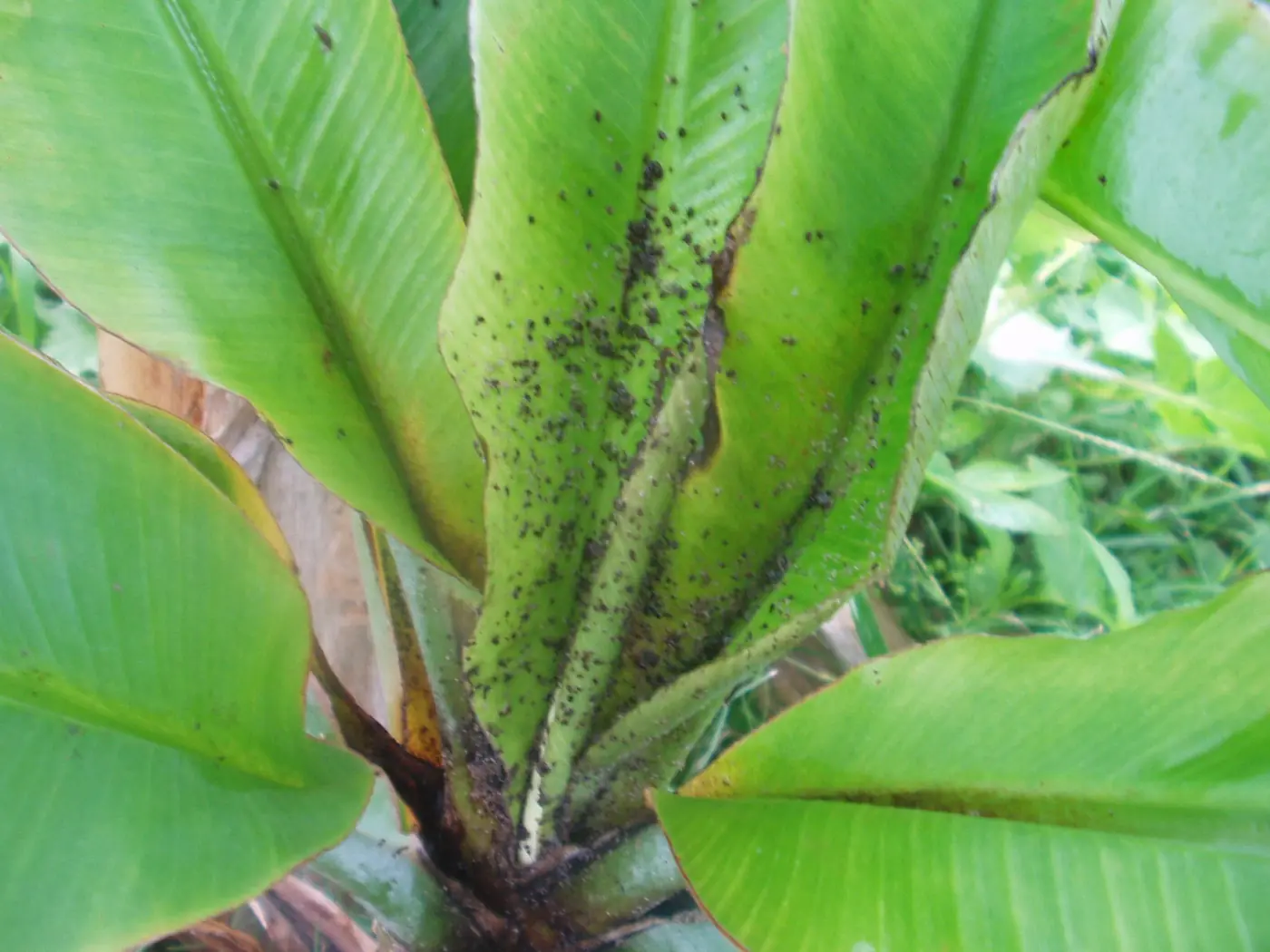 “Colonia densa de pulgones verdes en yema floral de suculenta”